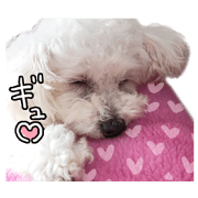 yukimura is a poodle girl.