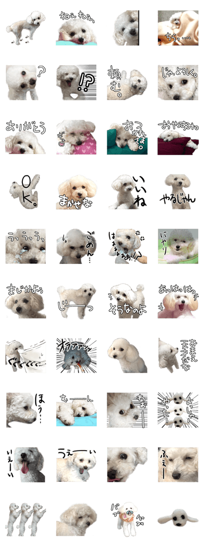 yukimura is a poodle girl.