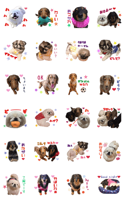 Real DOG Dachshund and Pekingese