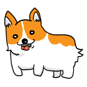 welsh corgi!