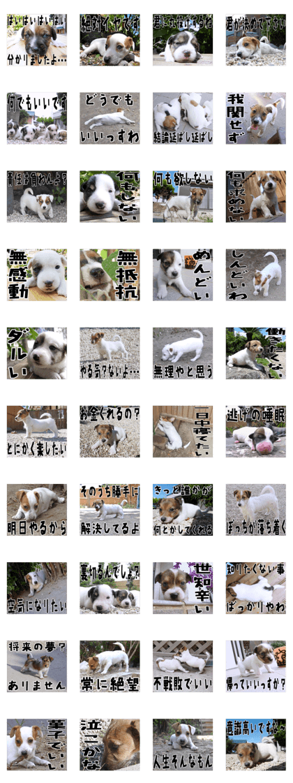MIEDOG Jack Russell terrier sticker 27