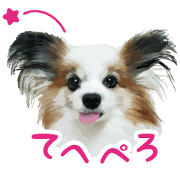 Age Age Papillon