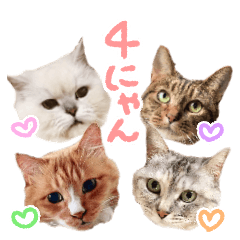 4 cats kawaii !!