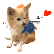 my sweet dog Chihuahua
