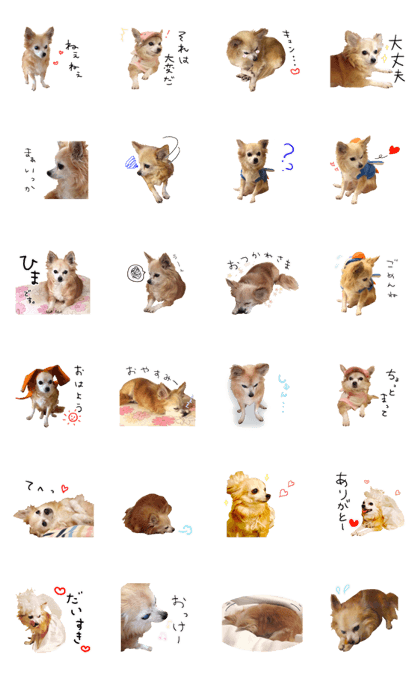 my sweet dog Chihuahua