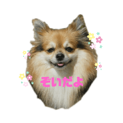 Zoe the pomchi stickers