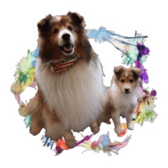 Beatrice and Luce the Shelties Sticker