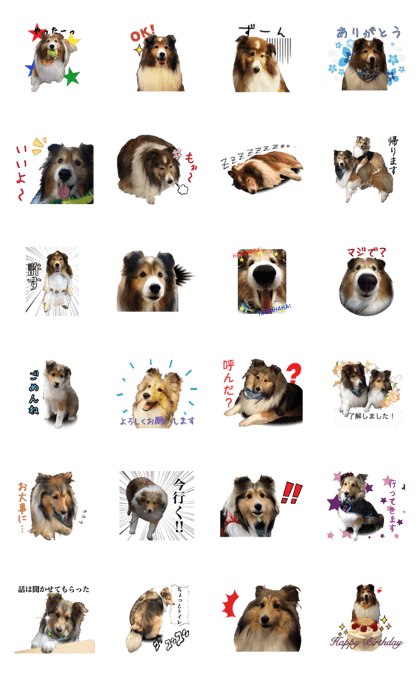 Beatrice and Luce the Shelties Sticker