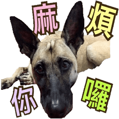 Mix dog Obee's sticker (life)