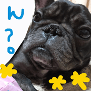 The french bulldog's day