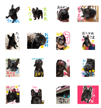 The french bulldog's day