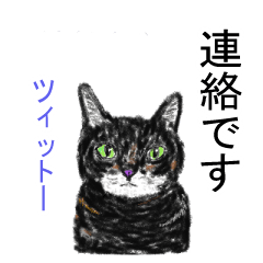 cats from thailand 4 japanese version