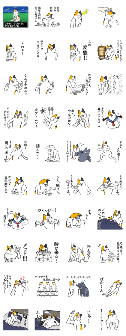 Funny cat everyday sticker