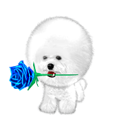 Bichon Frise Sticker