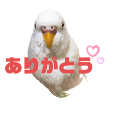 PON-CHAN the parakeet