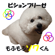Bichon Frise Daily conversation