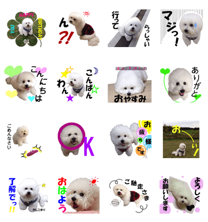 Bichon Frise Daily conversation