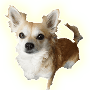 Chihuahua is Colon talkSticker