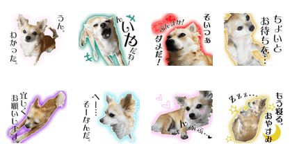 Chihuahua is Colon talkSticker