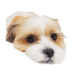 Mal-shihtzu sticker