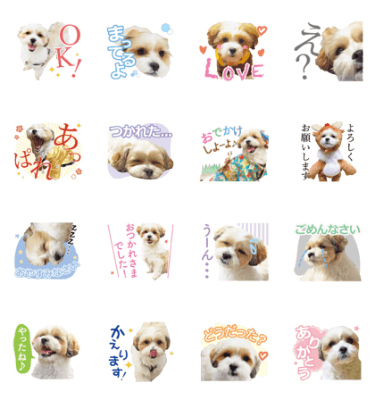 Mal-shihtzu sticker
