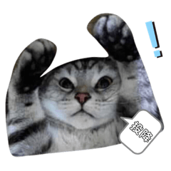 琪7