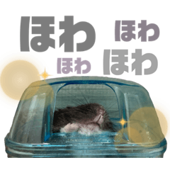 omochi_20210202024508