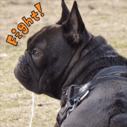 French bulldog TOTO Sticker