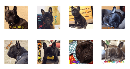 French bulldog TOTO Sticker