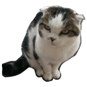 My fun cats 2.