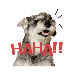 GENIE (Miniature Schnauzer)