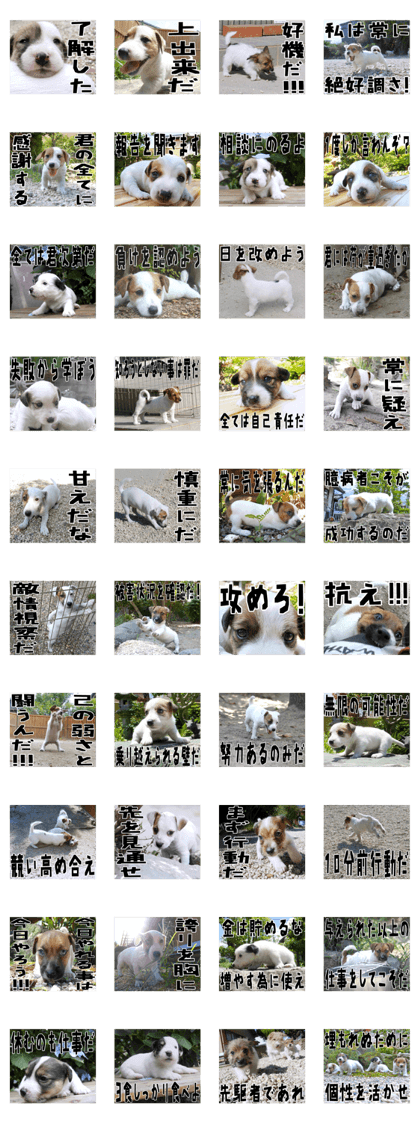 MIEDOG Jack Russell terrier sticker 26