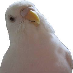 albino parakeet