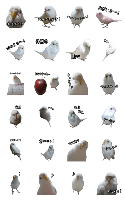 albino parakeet