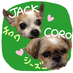Jack&Coro For chihuahua & shihtzu lover!