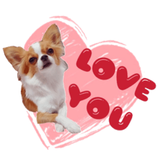 小魚丸的日常好可愛