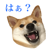Shibainu"shungiku" Sticker
