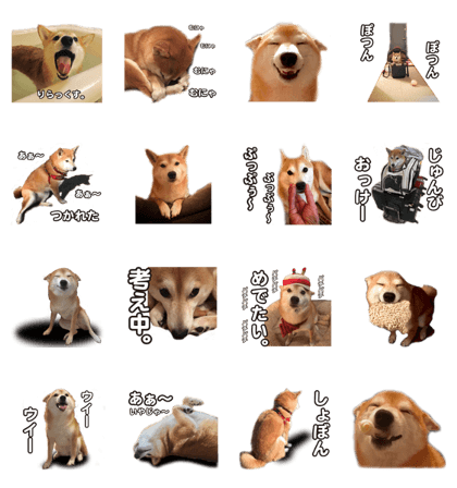 Smiling dog-mame #2