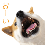 Shiba Inu's colon part 2