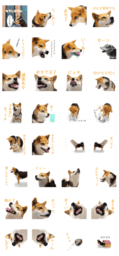 Shiba Inu's colon part 2