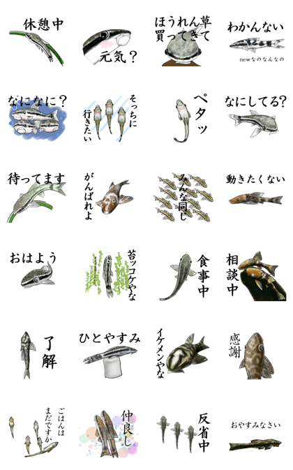 Otocinclus Sticker