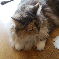 Cute_Cat's_of_MaineCoon_3