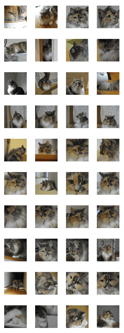 Cute_Cat's_of_MaineCoon_3