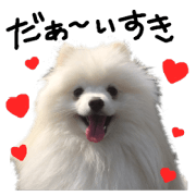 Pomeranian rin