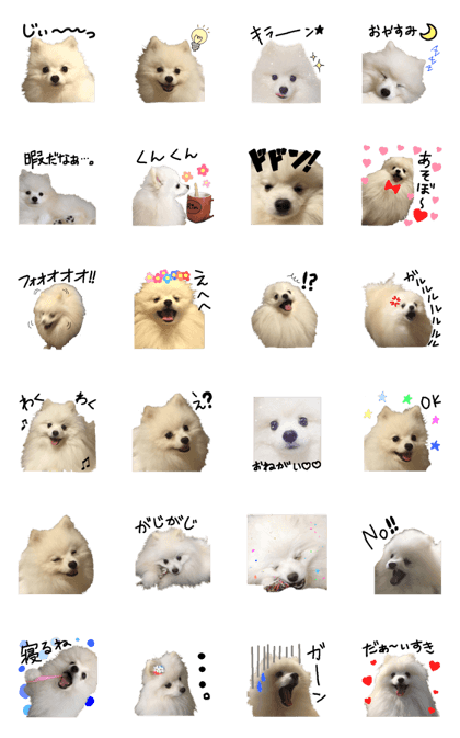 Pomeranian rin