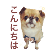 KOTAKOTA dogs