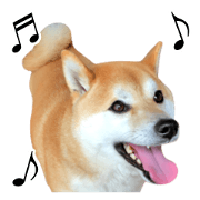 shiba inu and daily life2