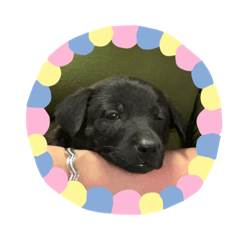 蕾蕾、咪咪、花花、波比和妹妹