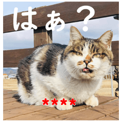 Custom sticker of CATS in Azumino ver.2