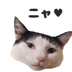 It is a sticker of Japanese cat, Koume